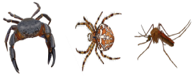 mt-os-biology-1-15